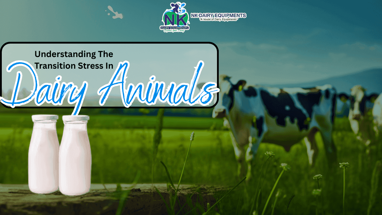 Understanding The Transition Stress In Dairy Animals